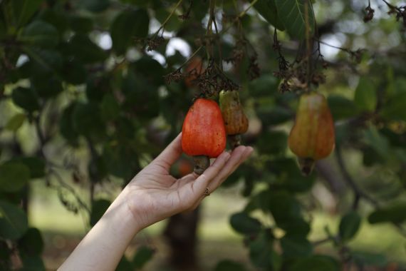 Top reasons why you should eat cashews everyday